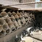 حمام للبيع