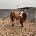 ثور بلدي