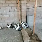 بط شرشير للبيع
