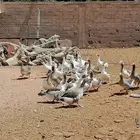 وز بلدي للبيع وبط