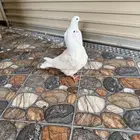 حمام فرش