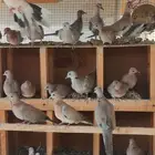 حظيره عشه يمام النخيل قوقسي ابو طوق الاحساء