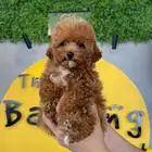 توي بودل toy poodle