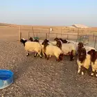 ذبايح جذعات