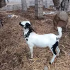 مشروع فحل بيشي فاخر