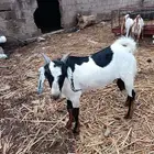 تيس مشروع فحل