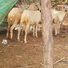 رخيل بلدي