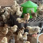 صوص بلدي عمر سبوعين