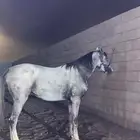 مهر شعبي للبيع