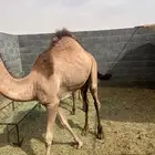 بكرة تحت امها للبيع