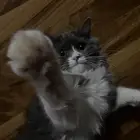 قطة العمر سنة للتبني