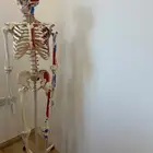 مجسم هيكل عظمي