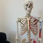 مجسم هيكل عظمي