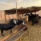 معزا ضريع