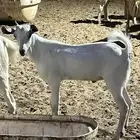 تيس