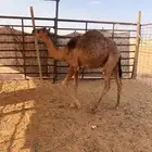 قعدان قصب طيبه