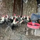 ديوك فيومي طيبة حييل تربية مزرعة بالعيص