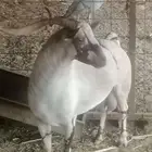 فحل صلالي