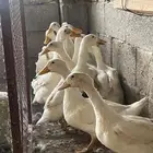 بط وارانب للبيع