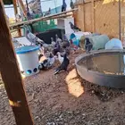 حمام تركي وباكستاني