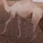 قعود مفرود للبيع