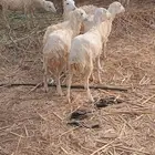 رخيل للبيع