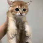 ذكر ستريت