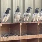 حمام باكستاني منتج