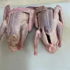 فروخ حمام زاجل وفرنسي