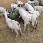 حلل مربي جمله وتفريد