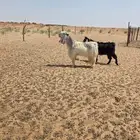 تيس فحل