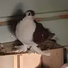 حمام للبيع في الخرج