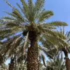 ثمار انتاج مزرعه كامله في نخله اكثر من 200 نخله صفري فاخر