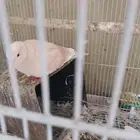 قمري يا كريم