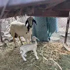 ضان حريات