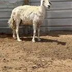 شاه حريه حرشاء دافع بتوم