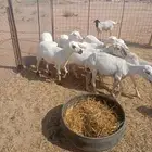 للبيع غنم رفيد العدد 10