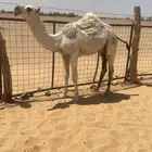 حوارة وضحا كفو
