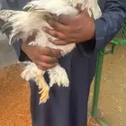 دجاج براهما