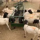 برابر و سواكن حمري ونعيمي كميات محدودة بأسعار حلال
