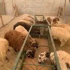 سواكن حمري ونعيمي كميات محدودة بأسعار حلال