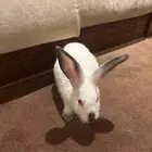 أرنب ابيض