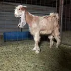 للبيع تيس مشروع فحل