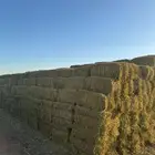 يوجد علف برسيم صافي للبيع