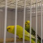 طيور زينه بادجي وزيبراء
