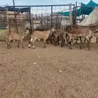غنم سواكن درمانيات خلفات