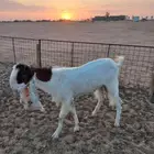 تيس هولندي للبيع صنف