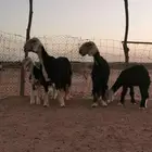 للبيع غنم نجد مواليد