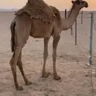 حواره كفو