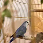 طيور